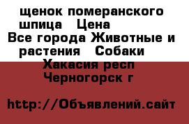 щенок померанского шпица › Цена ­ 45 000 - Все города Животные и растения » Собаки   . Хакасия респ.,Черногорск г.